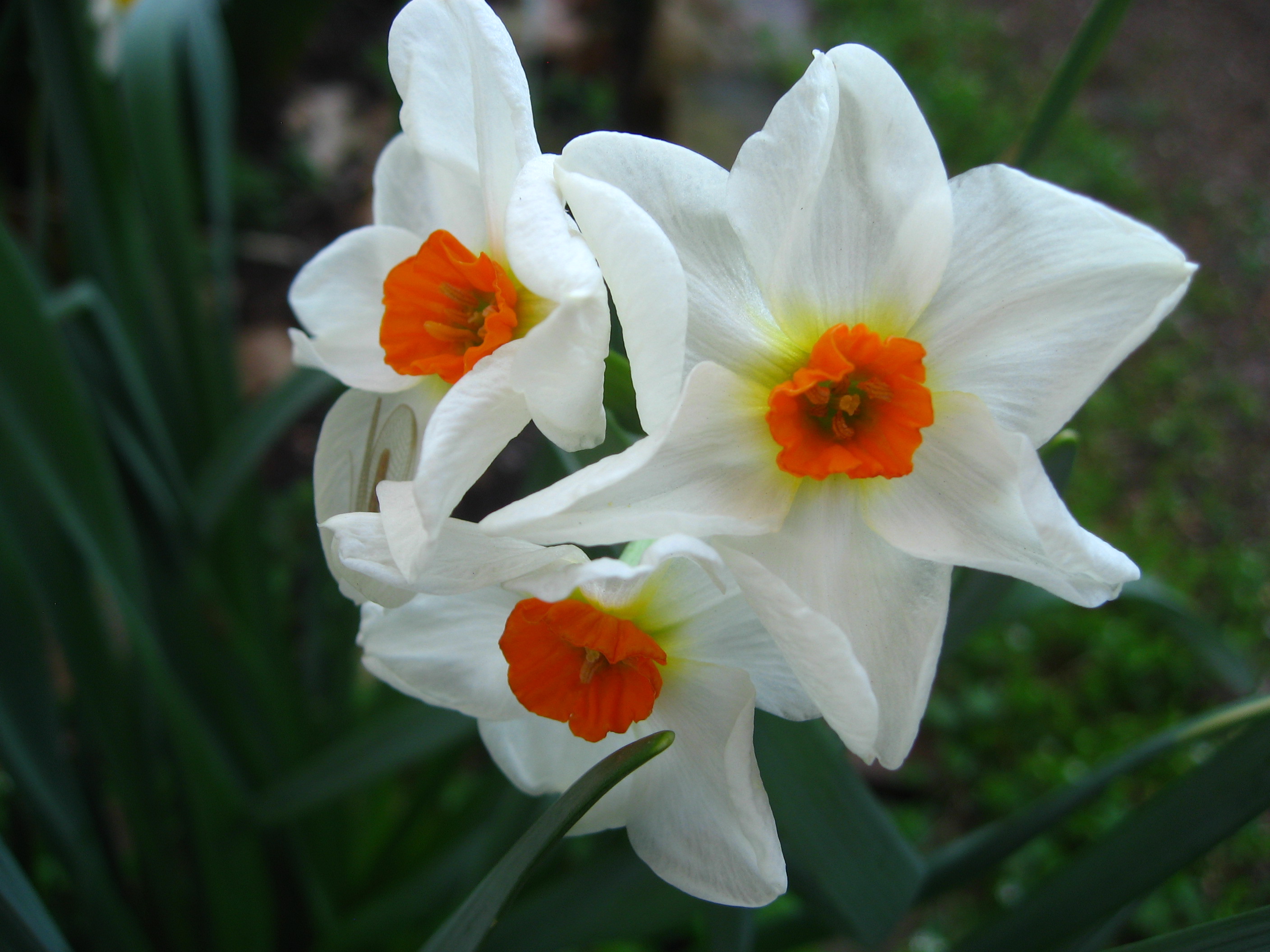 The Geranium Narcissus is an oldtimey favorite because of its color 